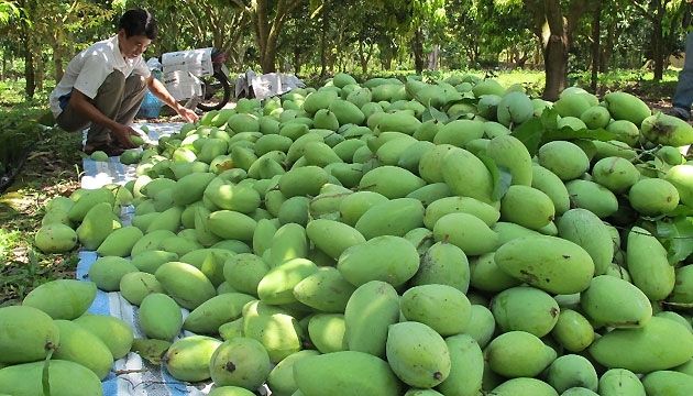 Xoài rất tốt cho những người bị thiếu máu