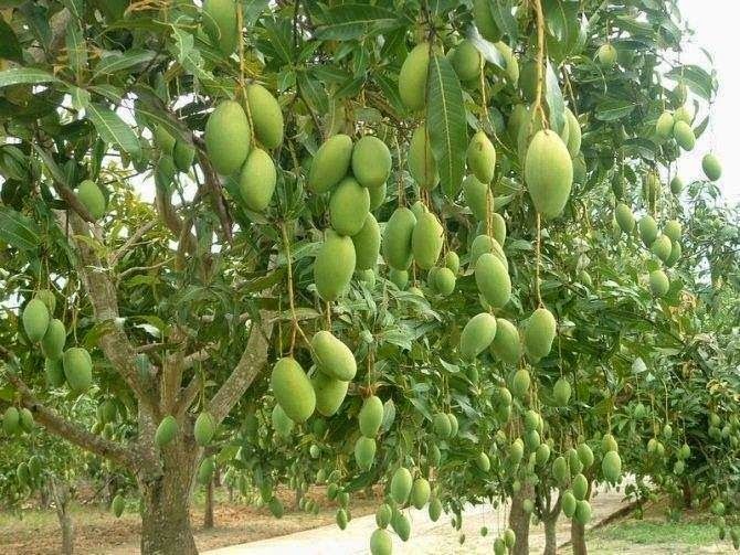 Xoài có công dụng hiệu quả cho những người bị ốm nghén
