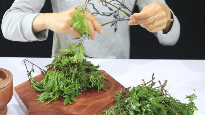 Công dung lá đinh lăng phơi khô chữa thiếu máu