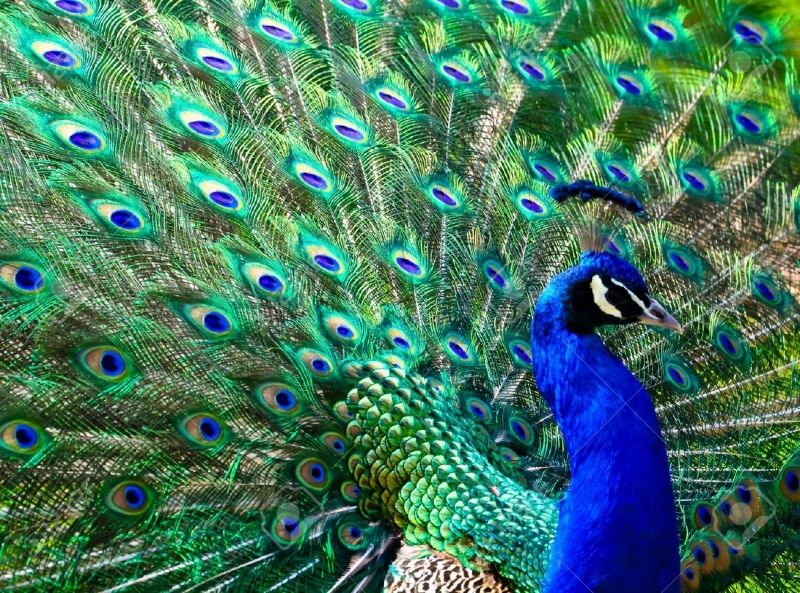 Công (Pavo)