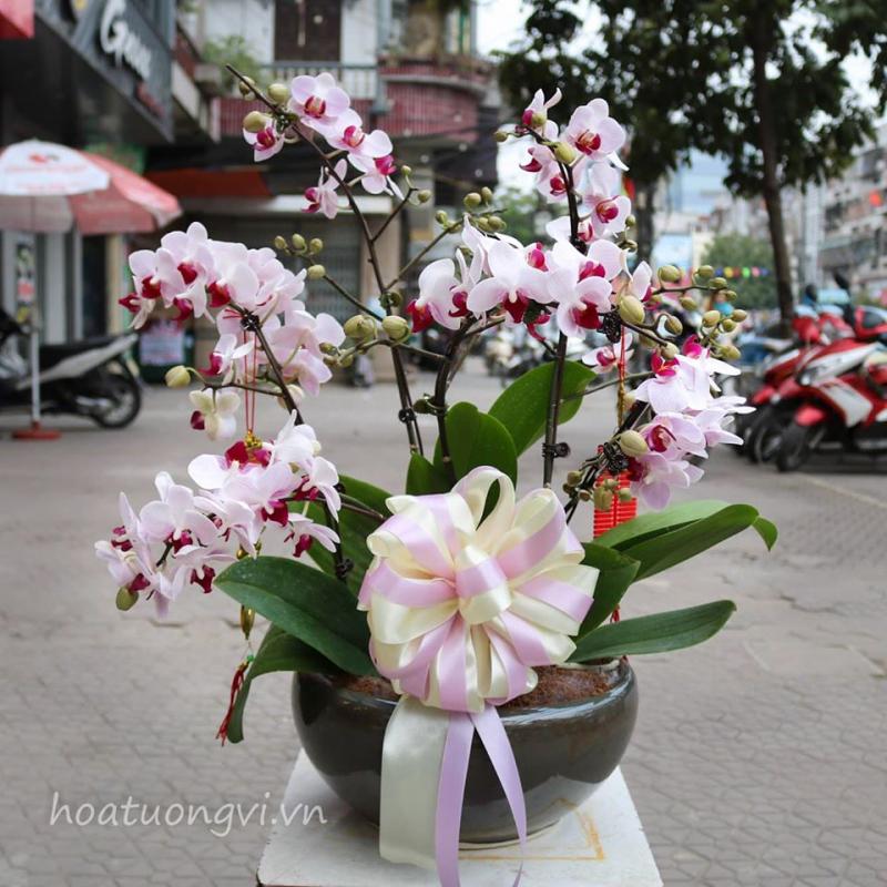 hoa tươi Tường Vi