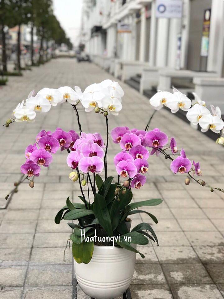 hoa tươi Tường Vi