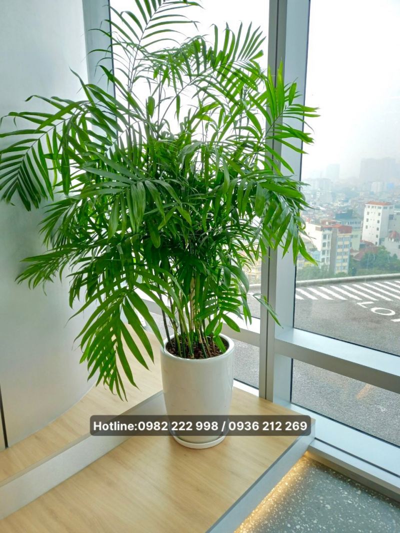 Cây xanh Hà Nội - Vinatrees.Ieco., Jsc