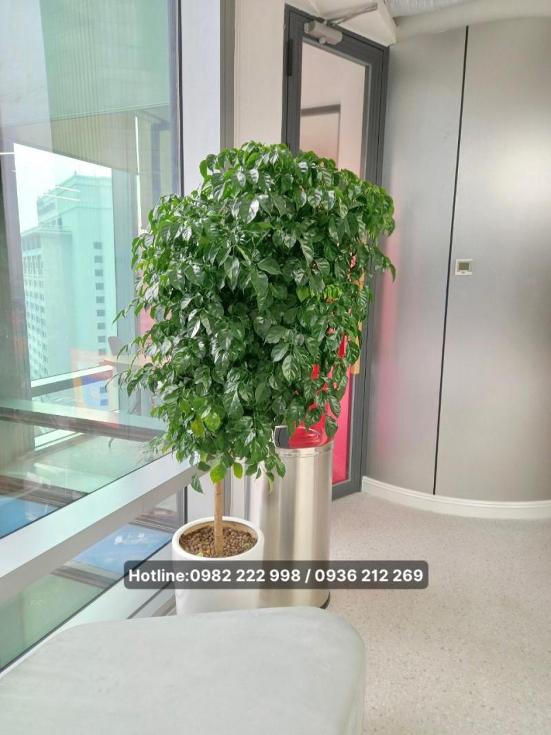 Cây xanh Hà Nội - Vinatrees.Ieco., Jsc