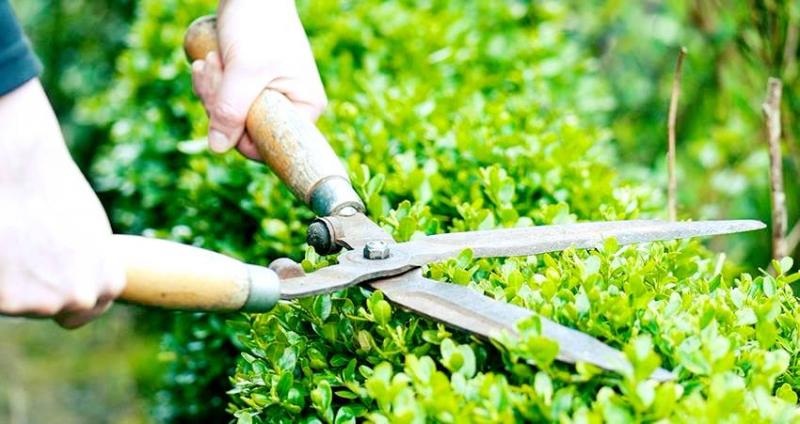 Công ty Cổ phần Green Homes Việt Nam
