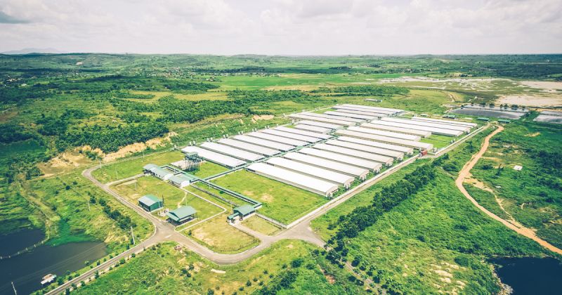 Công ty cổ phần Greenfeed Việt Nam
