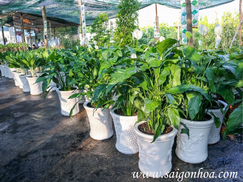 Công ty Cổ phần Sài Gòn Hoa