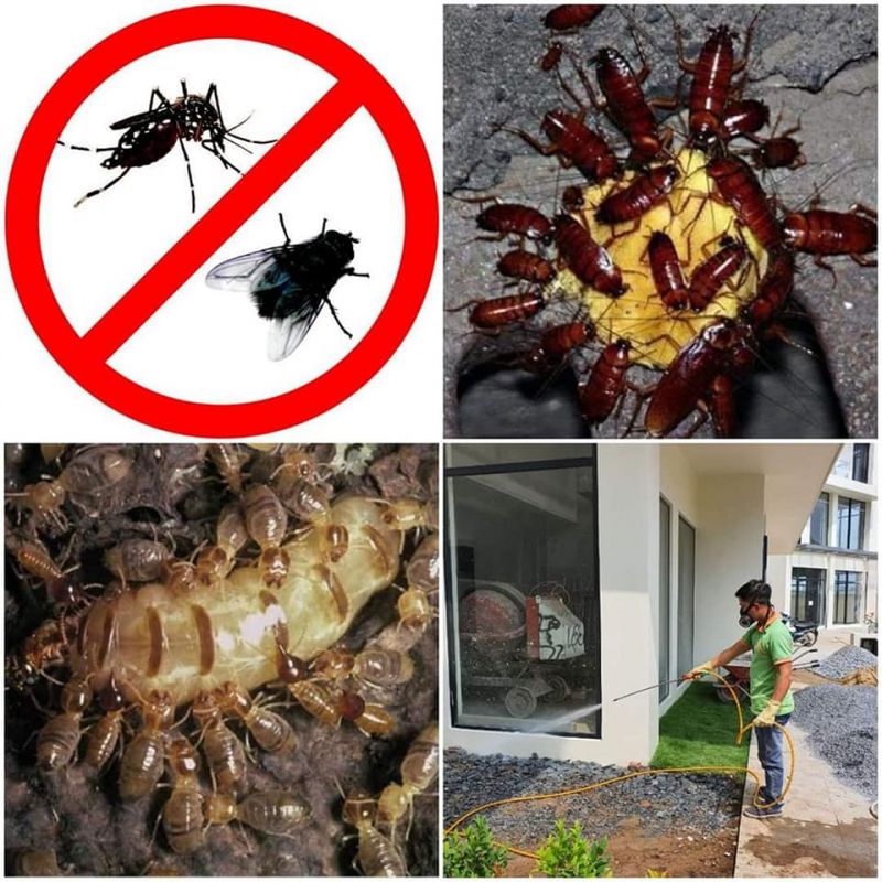 Công Ty Diệt Mối & Côn Trùng Thành Công