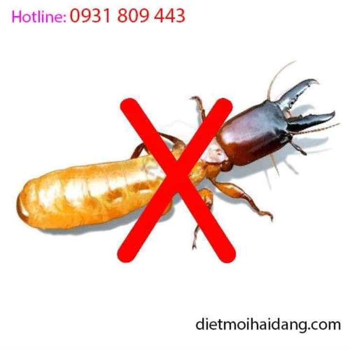 Công ty Diệt Mối Hải Đăng