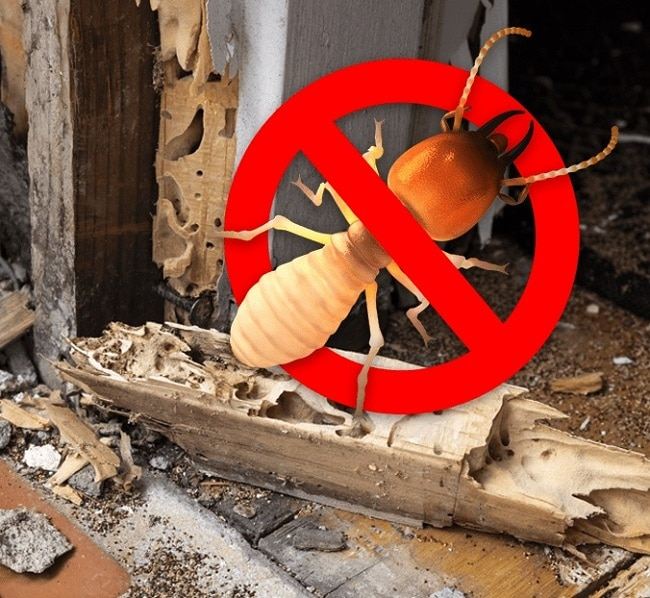 Công ty Diệt Mối Trần Anh
