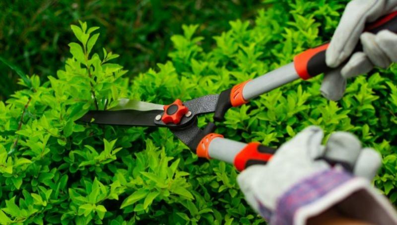 Công ty TNHH cây xanh cảnh quan Hoa Sen Việt