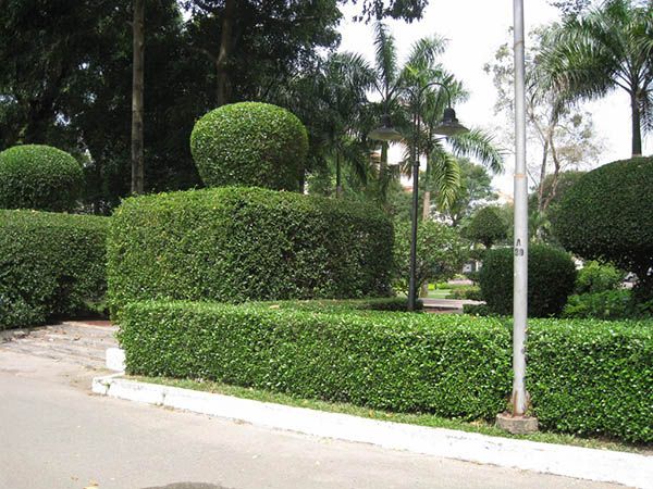 Công ty cây xanh Đại Việt