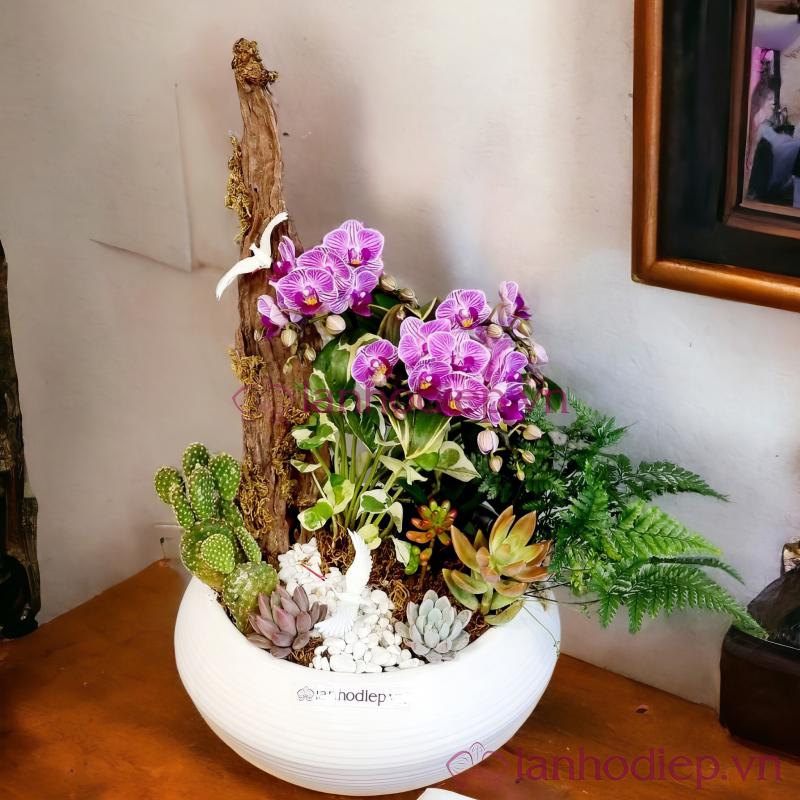 Cây cảnh Hà Nội