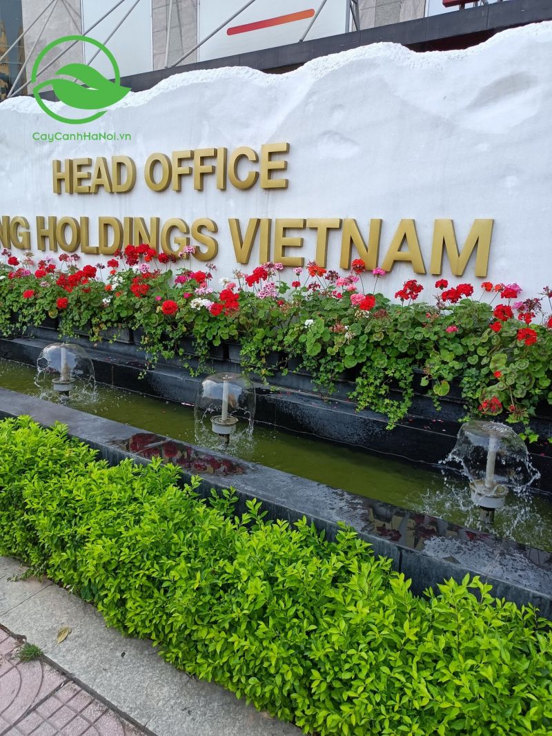 Công ty TNHH MTV Cây cảnh Hà Nội