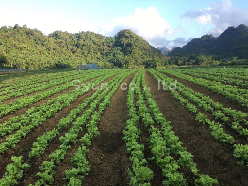 Công ty TNHH Syun Việt Nam