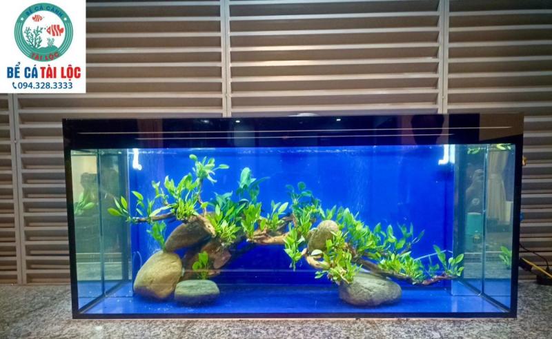 Công ty TNHH TM & DV Bể Cá Tài Lộc