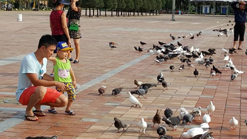 Thư giản và cũng ngắm bồ câu.