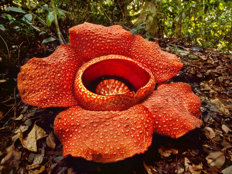 Một loài hoa lạ trong công viên Kinabalu, Malaysia
