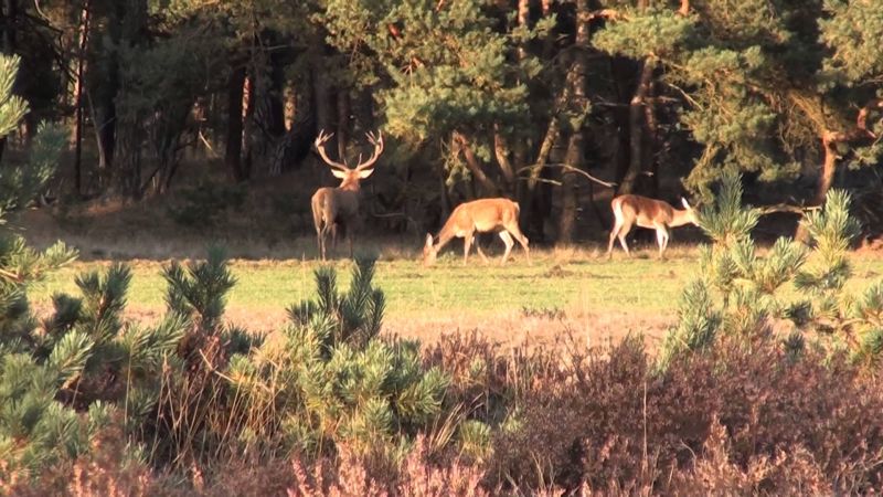 Công viên quốc gia Veluwe