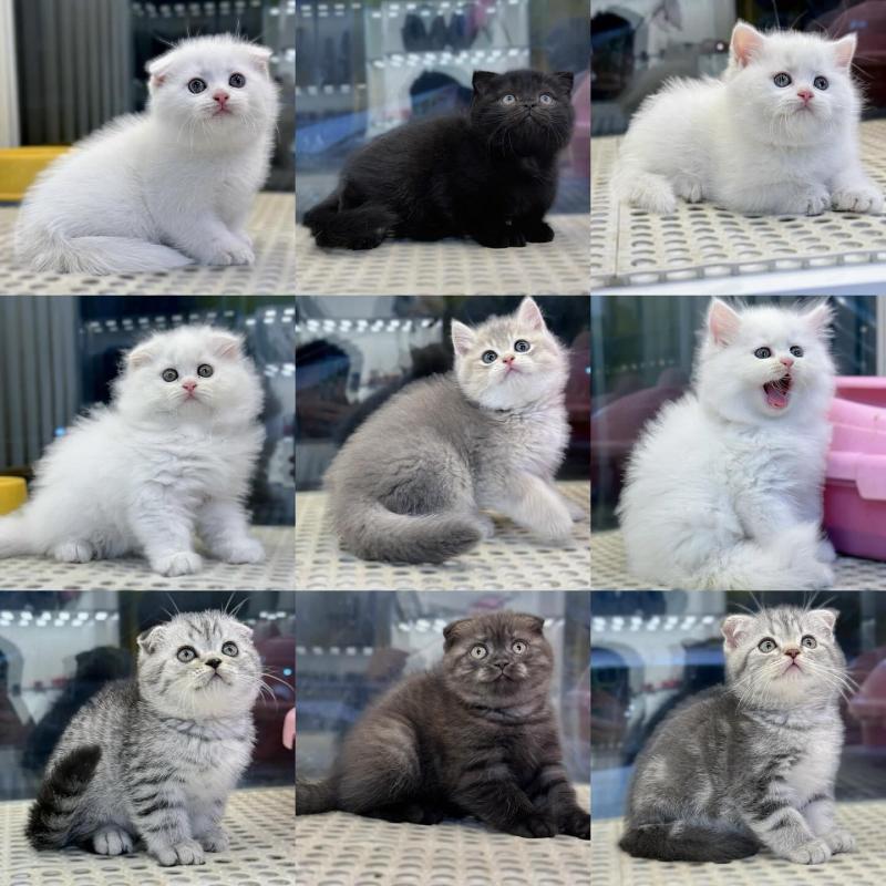 Cosmicat Petshop