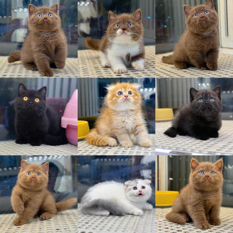 Cosmicat Petshop