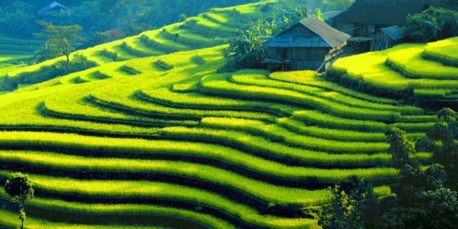 Ruộng bậc thang Hoàng Su Phì
