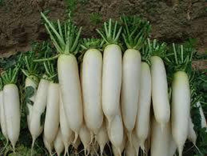 Củ cải trắng