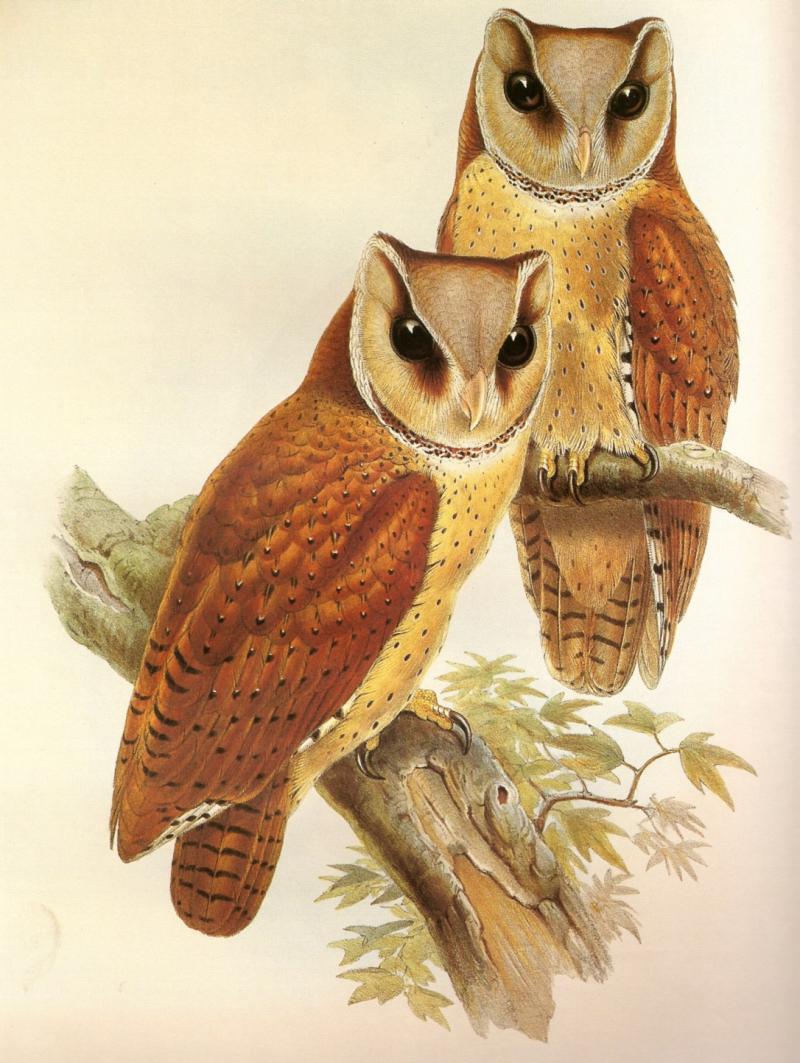 Cú lợn rừng