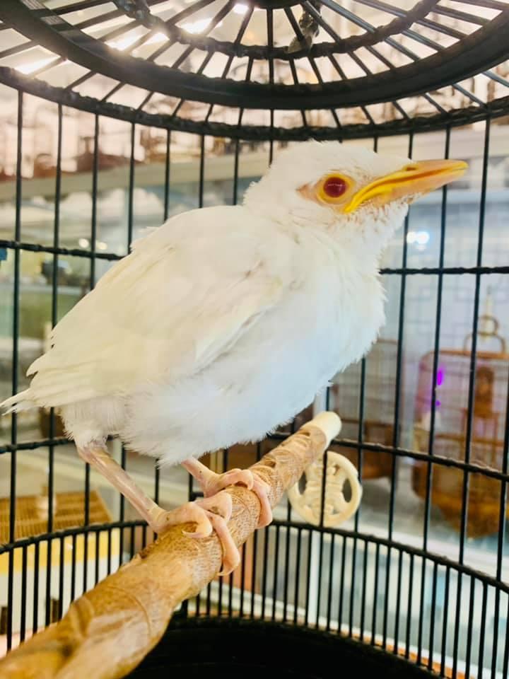 Cửa hàng bán Chim cảnh Hoàng Kim