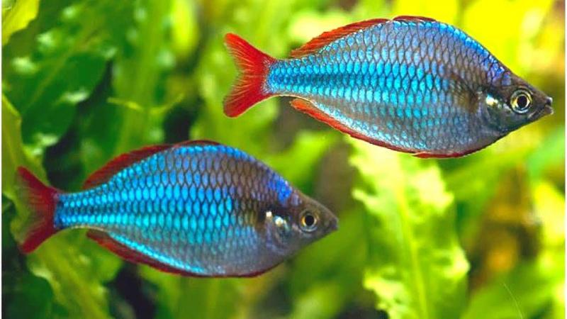 Muốn thành công phải thật cố gắng