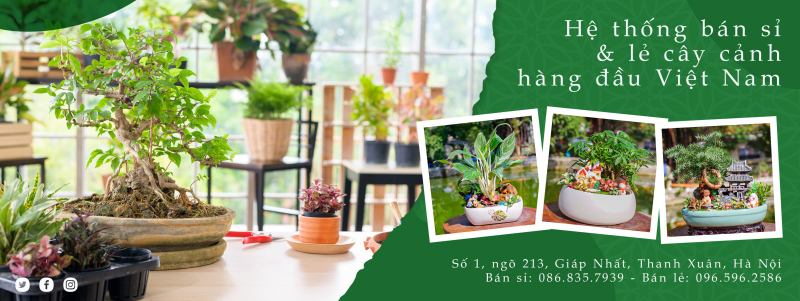 Cây cảnh mini - Cayxinh.vn
