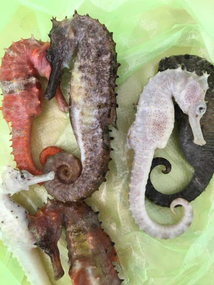Cá ngựa tại cửa hàng
