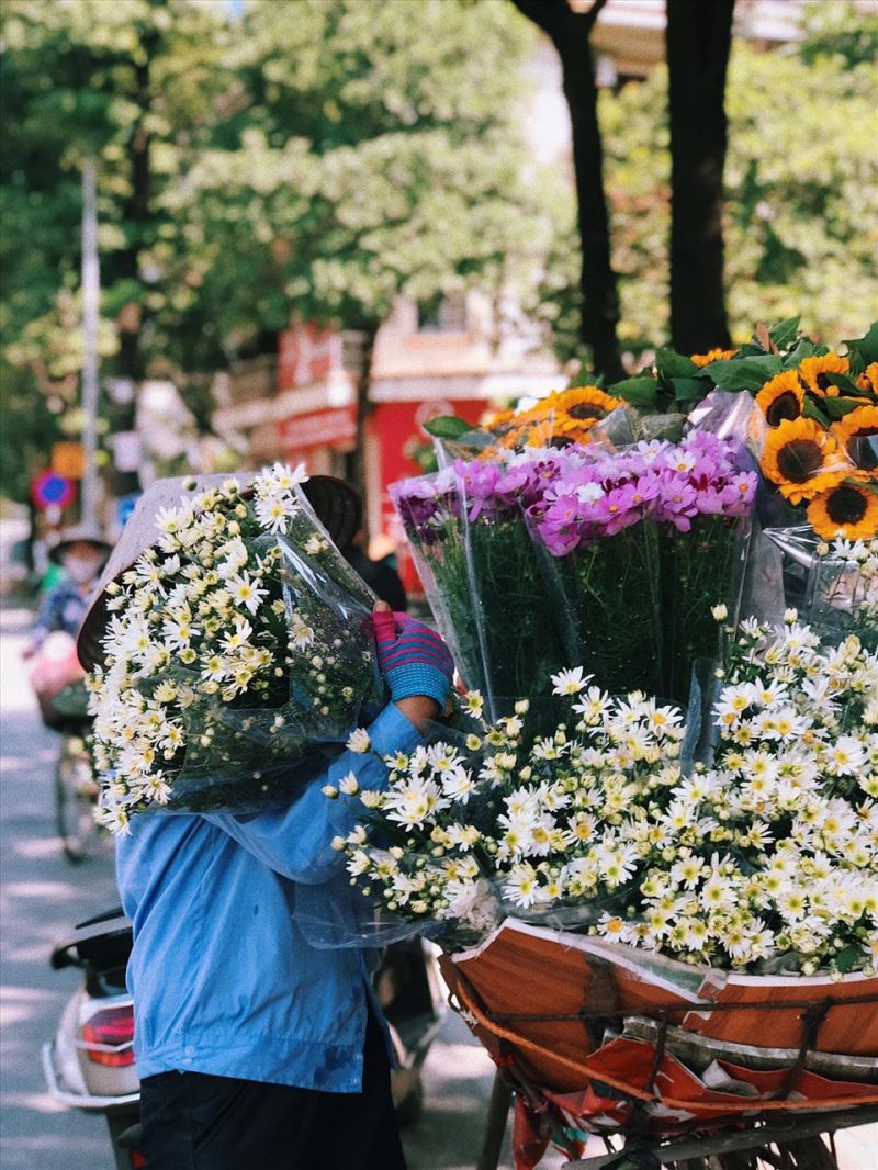 Cúc họa mi trắng tinh khiết