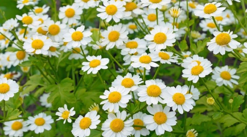 Cúc Feverfew giúp giảm chóng mặt, cải thiện lưu thông máu