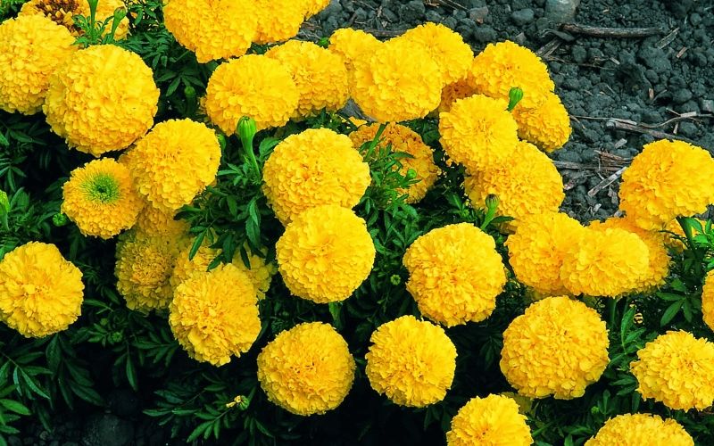 Cúc vạn thọ được biết là tỏa ra hương thơm mạnh mẽ khiến côn trùng phải... bỏ chạy.
