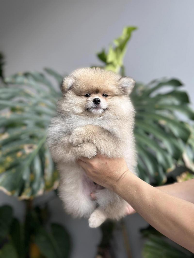 Cutpet