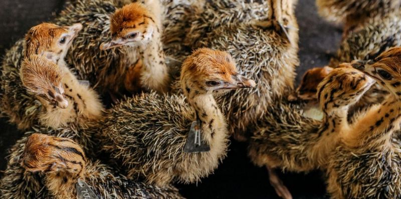 Đà điểu con ăn như thế nào?