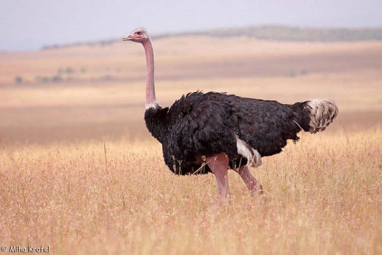 Đà điểu tạo ra nhiều âm thanh khác nhau