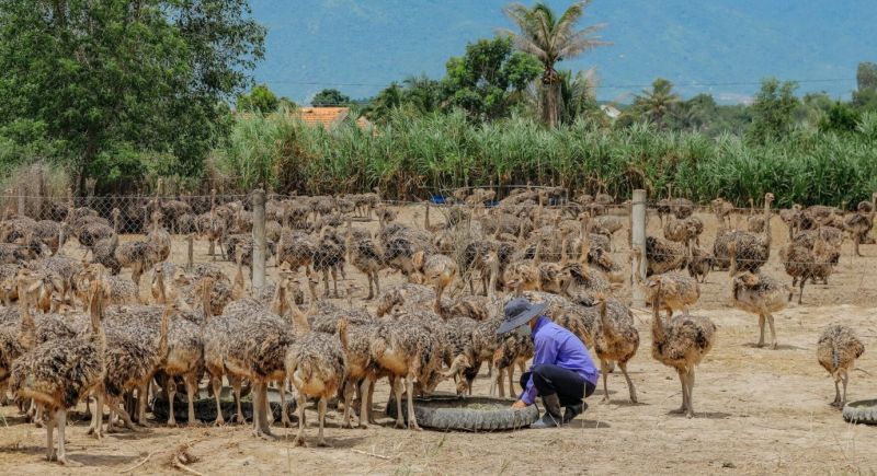 Đà điểu và con người