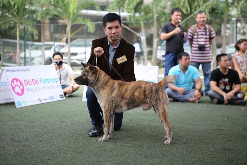 Những con H'Mông cộc có lông vện được cho là quý hiếm và thông minh nhất