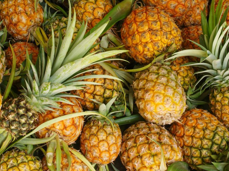 Dứa Tam Dương