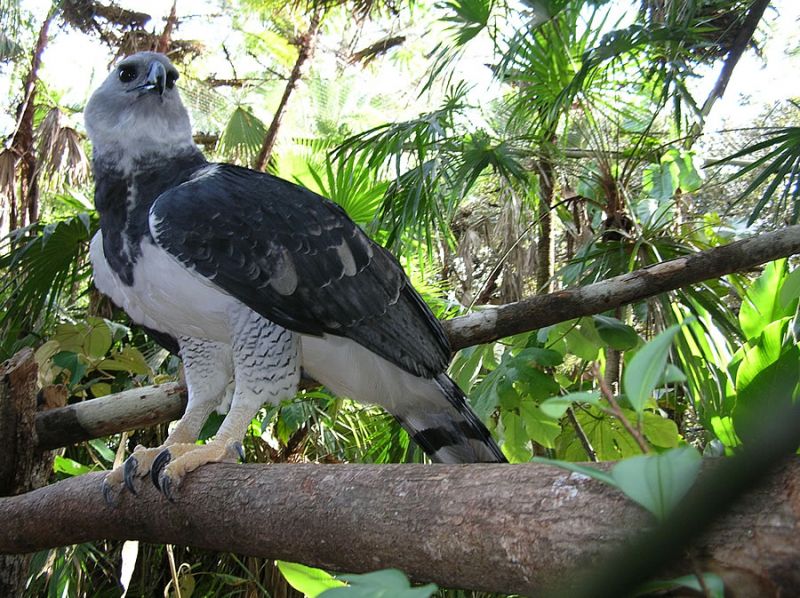 Đại bàng Harpy