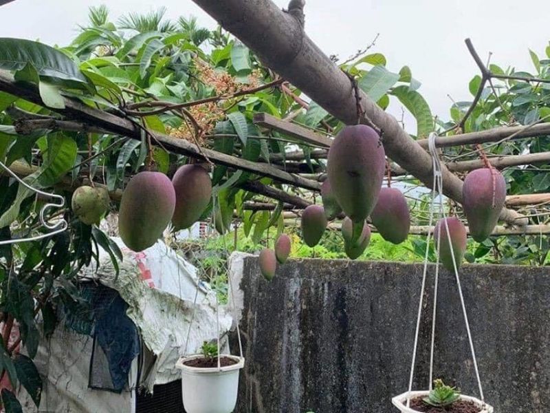 Cây Giống Huế