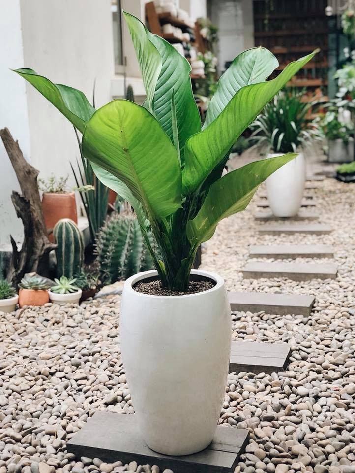 Cây đại phú gia mang lại tiền bạc, danh vọng, sức khỏe cho gia chủ.