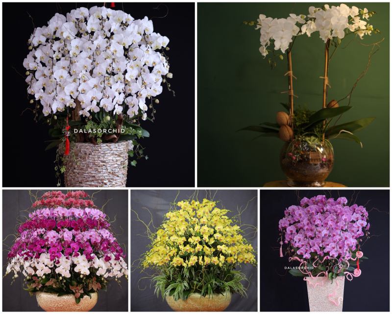 Dalas Orchid
