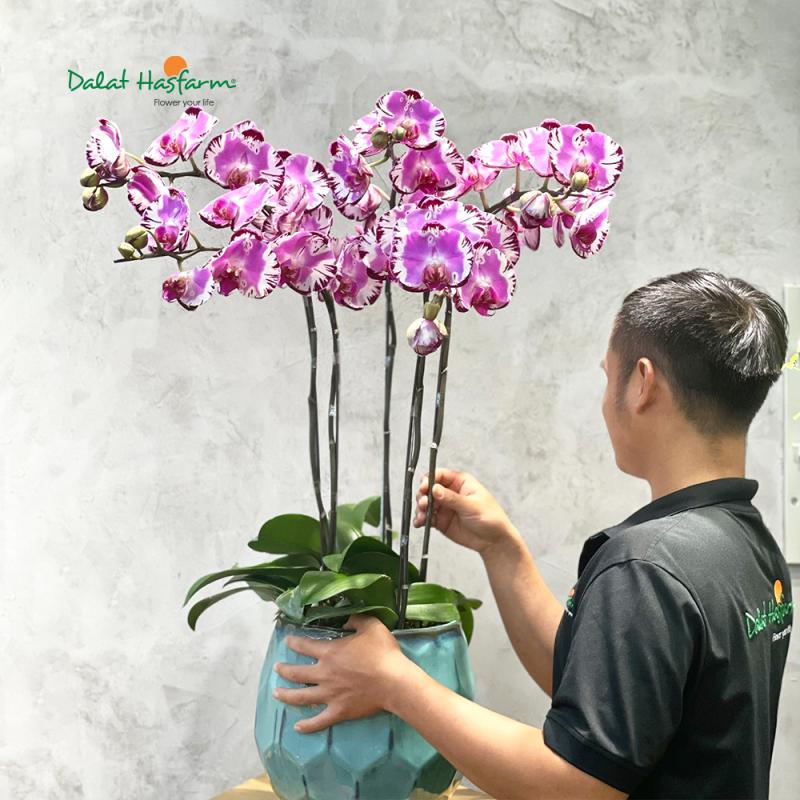 Dalat Hasfarm