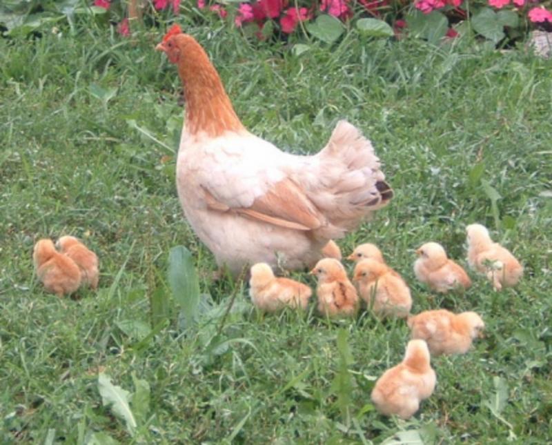 Con nào con nấy khoác một bộ lông vàng óng ả ngắn cũn cỡn trông giống như những cuộn len lăn tròn trên sân thật ngộ nghĩnh.