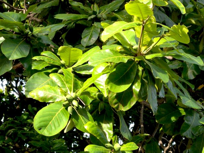 Ảnh minh họa (Nguồn internet)
