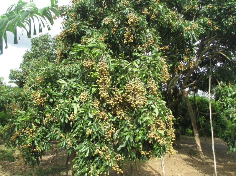 Ảnh minh họa (Nguồn minh họa)