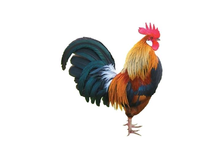 Dàn ý văn tả con gà nhà em
